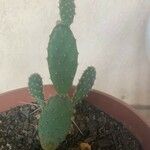 Opuntia maxima Blatt