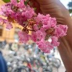 Lagerstroemia speciosa Blüte