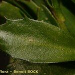 Arabis caerulea Blad