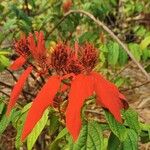 Mussaenda erythrophylla Квітка