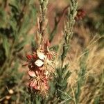 Oenothera suffrutescens Flor