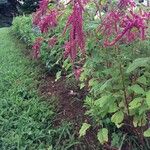 Amaranthus caudatus Λουλούδι