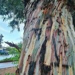 Eucalyptus deglupta Bark