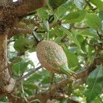 Gardenia ternifolia Fruit