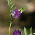 Vicia peregrina Flor