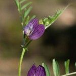 Vicia peregrina Квітка