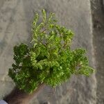 Euphorbia peplus 葉