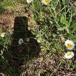 Erigeron modestus Blüte