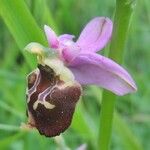 Ophrys fuciflora മറ്റ്