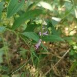 Hemipilia cucullata Blüte