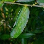 Securidaca diversifolia Fruit