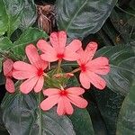 Crossandra infundibuliformis Blüte