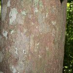 Eschweilera chartaceifolia Bark