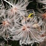 Dryas octopetala Φρούτο