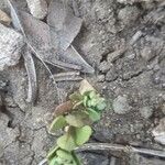 Linaria thymifolia Hoja