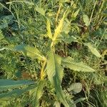 Guizotia abyssinica Blatt
