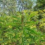 Amorpha fruticosa Leaf