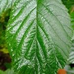 Rubus foliosus Blatt