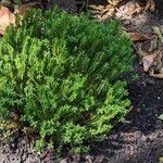 Veronica cupressoides Habitat