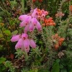 Erica tetralix Flors