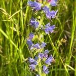 Echium vulgareЦветок