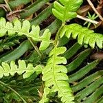 Osmundastrum cinnamomeum Leaf