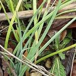 Asphodeline lutea ᱛᱟᱦᱮᱸ