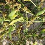 Atriplex patula Levél