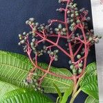 Miconia affinis Other