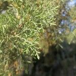 Juniperus turbinata Leaf