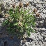 Oxytropis campestris Natur