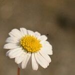 Bellium bellidioides Flower