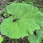 Petasites hybridus Leaf