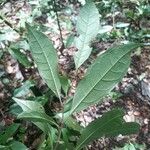 Couratari multiflora Hoja