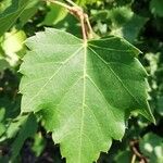 Tilia mongolica 葉