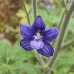 Delphinium staphisagria Цвят