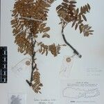 Sorbus himalaica Sonstige