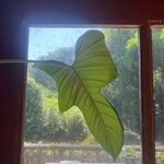 Philodendron panduriforme Leaf