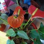 Anthurium andraeanumFlower