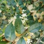 Ligustrum sinense पत्ता