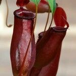 Nepenthes alata Frucht