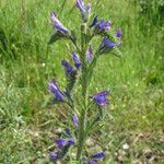 Echium vulgareFlor