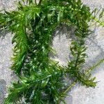 Elodea densa برگ