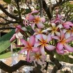 Plumeria alba 花
