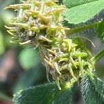 Medicago truncatula Fruto