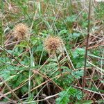 Acaena novae-zelandiae Habit