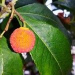 Arbutus unedo Fruit