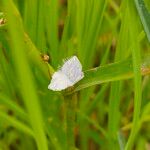 Cyanotis axillaris Floro