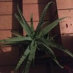 Aloe arborescens Φύλλο