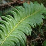 Polystichum lonchitis Лист